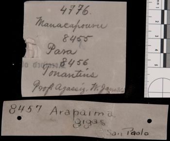 Media type: image;   Ichthyology 4776 Aspect: Label,description